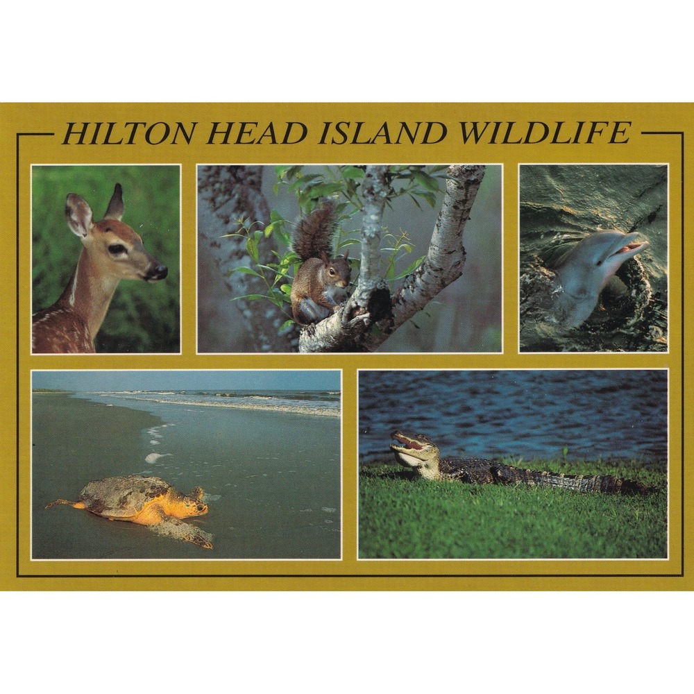 Hilton Head Island Wildlife Postcard Deer Dolphin Coastal Scenic Souvenir